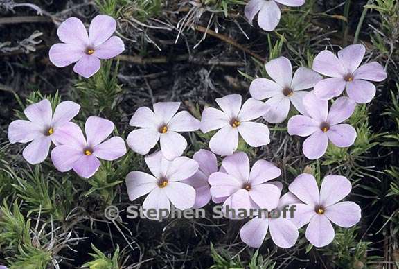 phlox diffusa 3 graphic